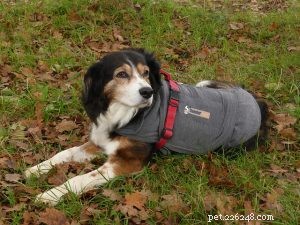 How to Keep Your Pet Calm During Fireworks Night
