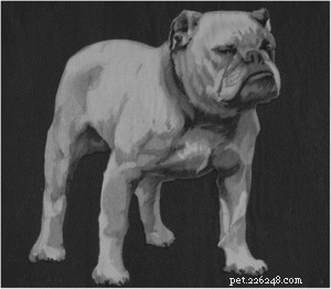 Why the English Bulldog May Be Among the Most Health‑Challenged Breeds Worldwide