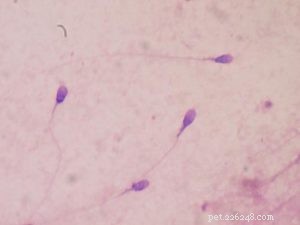 University Study Reveals 26-Year Decline in Male Dog Fertility Due to Environmental Contaminants