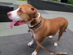 Are Dogs and Cats at Risk for Sunburn? Protect Your Pets from UV Damage