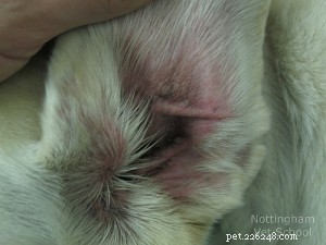 Canine Otitis Externa: Causes, Symptoms, and Effective Treatments