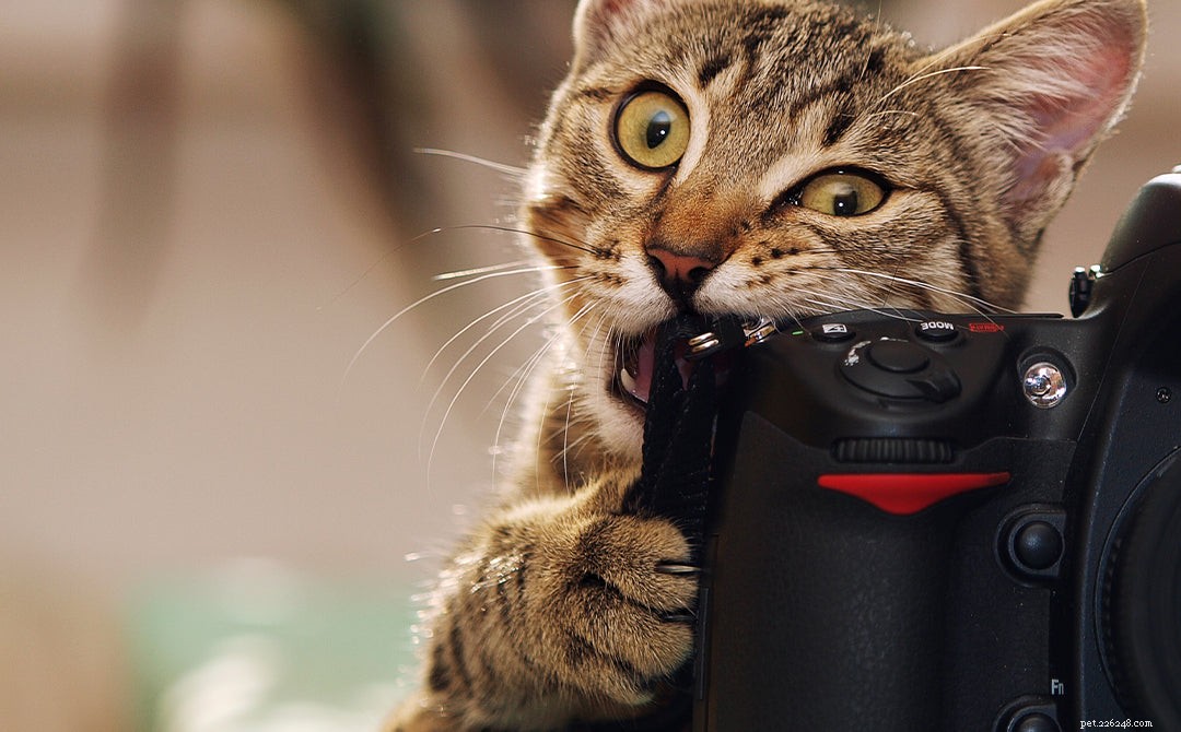 Decoding Odd Cat Behavior: Causes & Solutions