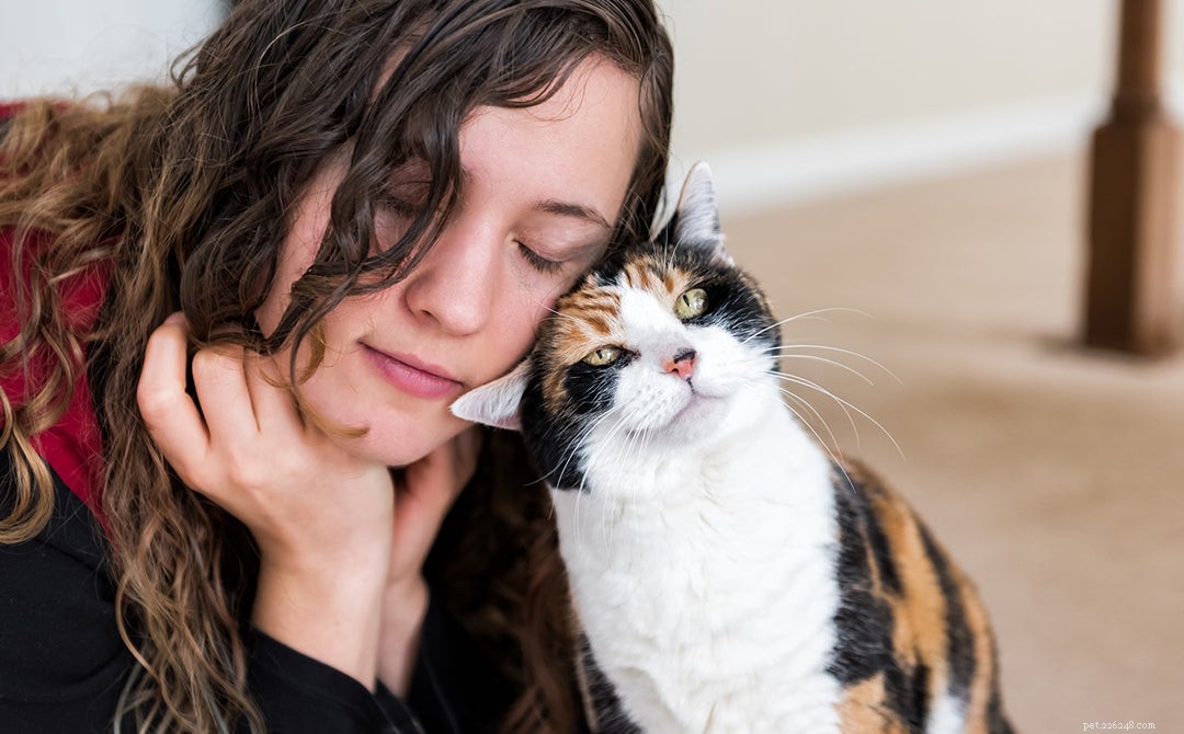 Decoding Odd Cat Behavior: Causes & Solutions