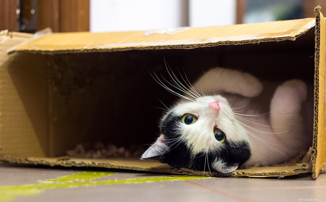 Decoding Odd Cat Behavior: Causes & Solutions