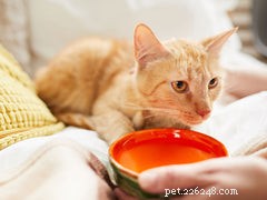 Cat Dehydration 101: Signs, Causes, and How to Keep Your Feline Hydrated