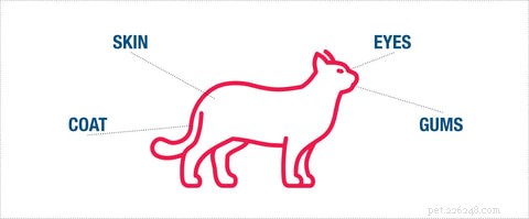 Cat Dehydration 101: Signs, Causes, and How to Keep Your Feline Hydrated