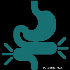 IBD vs IBS in Pets: How to Spot the Warning Signs in Dogs and Cats