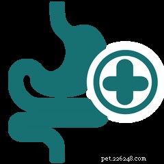IBD vs IBS in Pets: How to Spot the Warning Signs in Dogs and Cats
