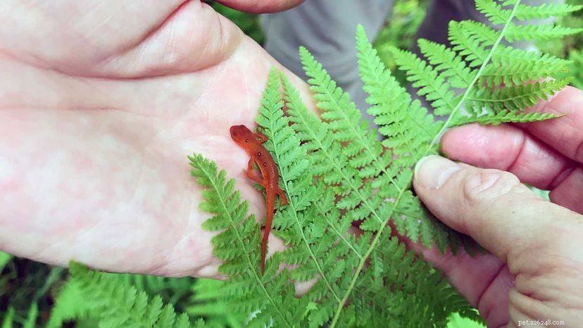 Newt vs. Salamander: Understanding Their Key Differences