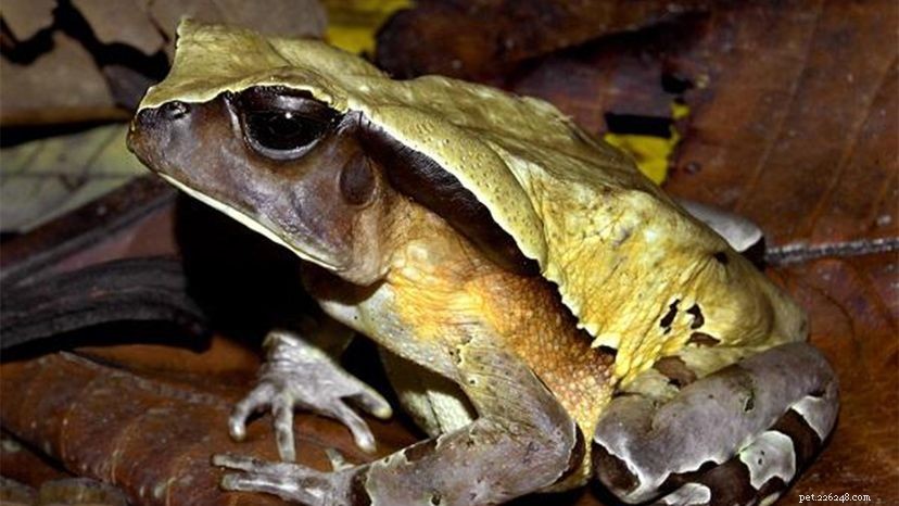 The Congolese Giant Toad: A Masterful Snake Mimic