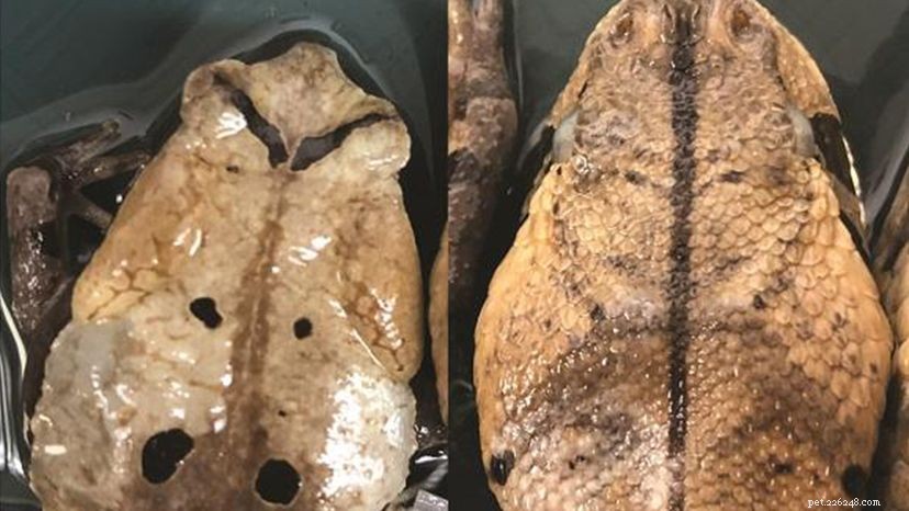 The Congolese Giant Toad: A Masterful Snake Mimic