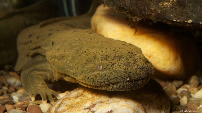 Protecting the Giant Hellbender Salamander: Why Their Survival Matters