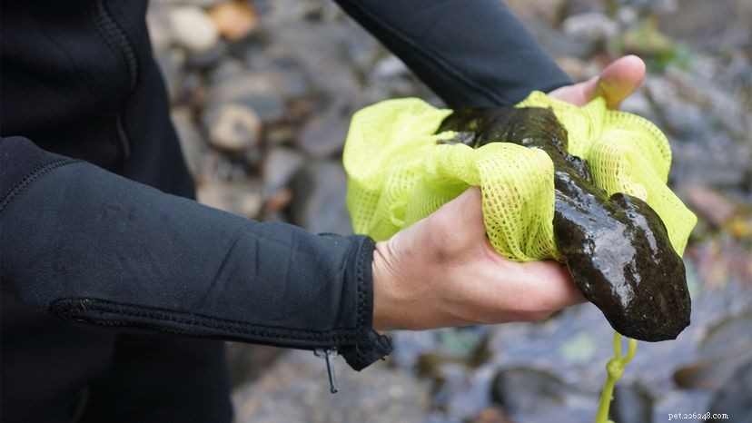 Protecting the Giant Hellbender Salamander: Why Their Survival Matters