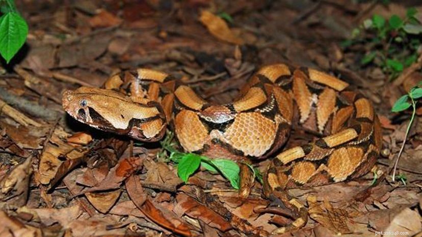 The Congolese Giant Toad: A Masterful Snake Mimic