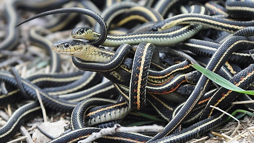 Survival Secrets: How Reptiles & Amphibians Endure Winter