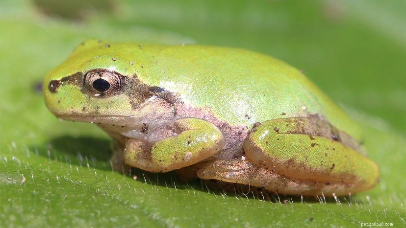 Japanese Tree Frog’s Astonishing Defense: Ejecting Its Entire Stomach to Avoid Poison