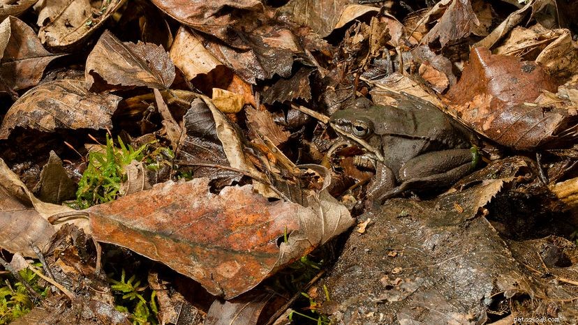 Survival Secrets: How Reptiles & Amphibians Endure Winter