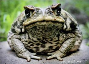 Cane Toad: Origin, Impact, and Ecological Threats in Australia