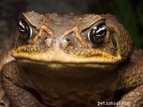 Do Toads Really Cause Warts? Debunking the Myth