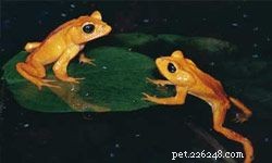 Identify Amphibians: A Quick Guide to Toads, Frogs & Newts
