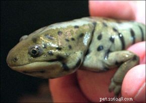 California Tiger Salamander: Habitat, Threats, and Conservation