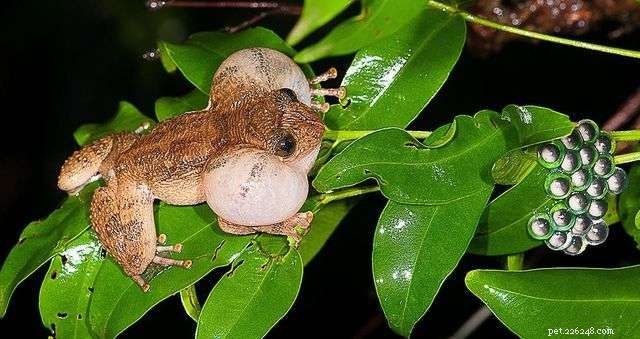 New Study Reveals Unexpected Mating Habit in Indian Frog Species
