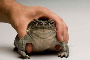Do Hallucinogenic Frogs Really Exist? A Fact-Check