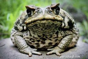Do Hallucinogenic Frogs Really Exist? A Fact-Check