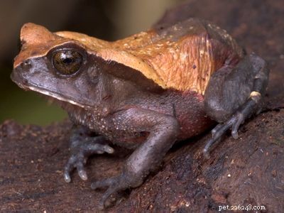 Explore the Diversity of Tree Frogs: From African Tree Frog to Amazon Horned Frog