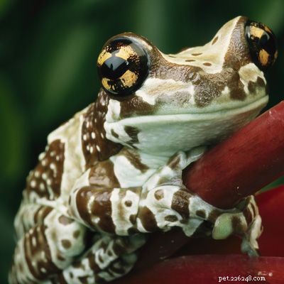 Explore the Diversity of Tree Frogs: From African Tree Frog to Amazon Horned Frog