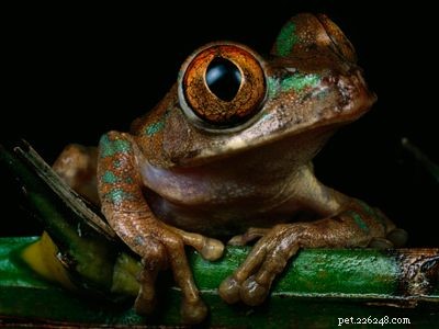 Explore the Diversity of Tree Frogs: From African Tree Frog to Amazon Horned Frog