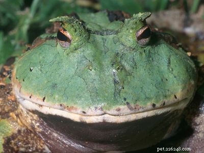 Explore the Diversity of Tree Frogs: From African Tree Frog to Amazon Horned Frog