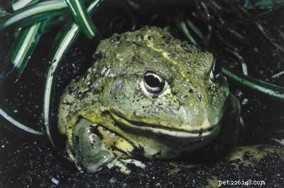 Explore the Diversity of Tree Frogs: From African Tree Frog to Amazon Horned Frog