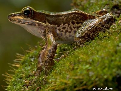 Explore the Diversity of Tree Frogs: From African Tree Frog to Amazon Horned Frog