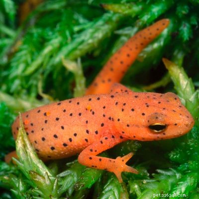 Explore the Diversity of Tree Frogs: From African Tree Frog to Amazon Horned Frog