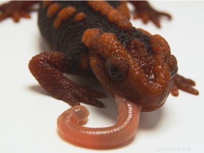 Explore the Diversity of Tree Frogs: From African Tree Frog to Amazon Horned Frog