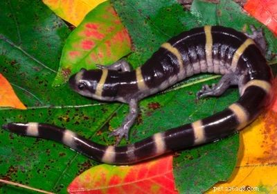 Explore the Diversity of Tree Frogs: From African Tree Frog to Amazon Horned Frog