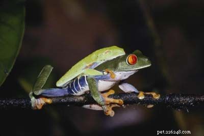 Explore the Diversity of Tree Frogs: From African Tree Frog to Amazon Horned Frog