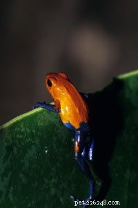 Explore the Diversity of Tree Frogs: From African Tree Frog to Amazon Horned Frog