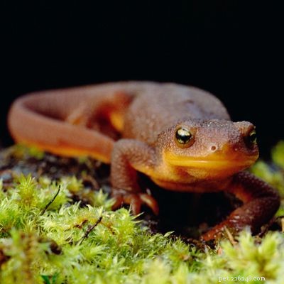 Explore the Diversity of Tree Frogs: From African Tree Frog to Amazon Horned Frog