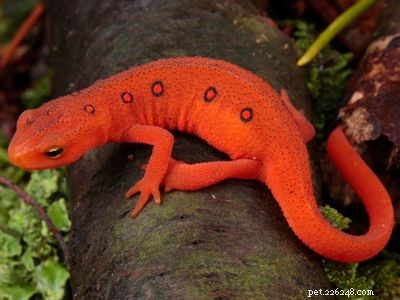 Explore the Diversity of Tree Frogs: From African Tree Frog to Amazon Horned Frog