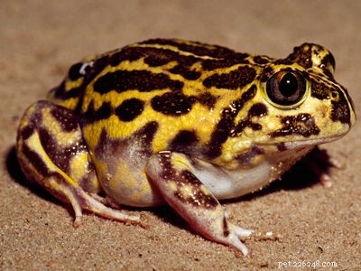 Explore the Diversity of Tree Frogs: From African Tree Frog to Amazon Horned Frog
