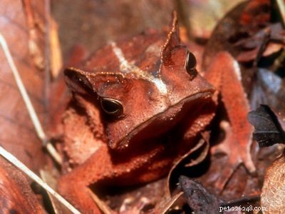 Explore the Diversity of Tree Frogs: From African Tree Frog to Amazon Horned Frog