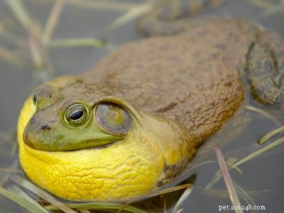 Explore the Diversity of Tree Frogs: From African Tree Frog to Amazon Horned Frog