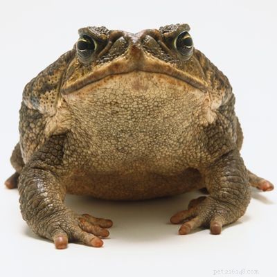 Explore the Diversity of Tree Frogs: From African Tree Frog to Amazon Horned Frog