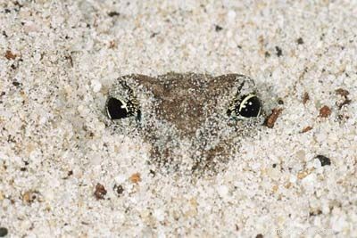 Explore the Diversity of Tree Frogs: From African Tree Frog to Amazon Horned Frog