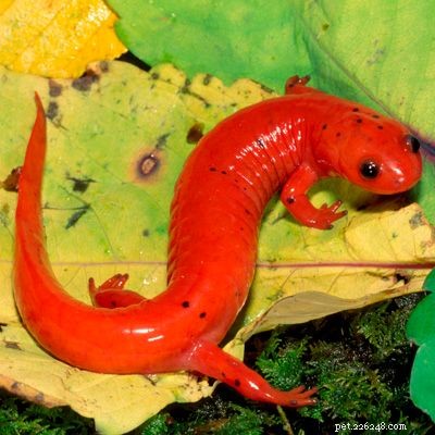 Explore the Diversity of Tree Frogs: From African Tree Frog to Amazon Horned Frog