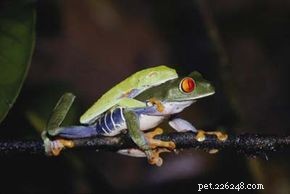 The Life Cycle and Biology of Frogs: From Eggs to Adult