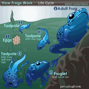 The Life Cycle and Biology of Frogs: From Eggs to Adult