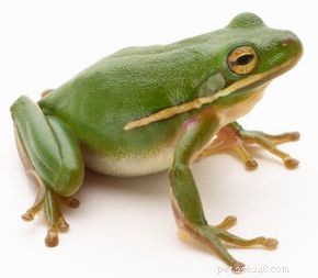 The Life Cycle and Biology of Frogs: From Eggs to Adult